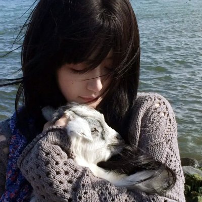 马达加斯加的企鹅